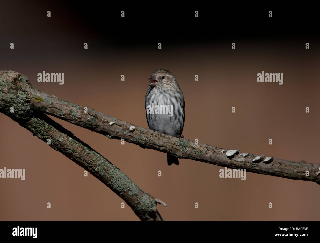 Tarin des pins Carduelis pinus perché dans l'avant du convoyeur d'alimentation lors de la migration à travers l'État de New York Banque D'Images