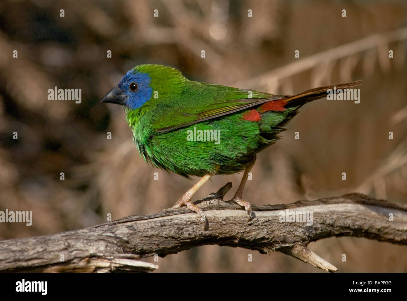Blue-faced Parrot-trychroa «Erythrura finch' Banque D'Images