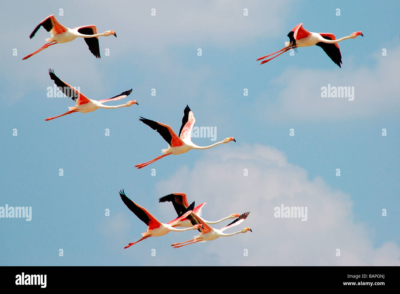 Flamants Roses en koothankulam Thirunelvelli au vol, District, Tamil Nadu Banque D'Images