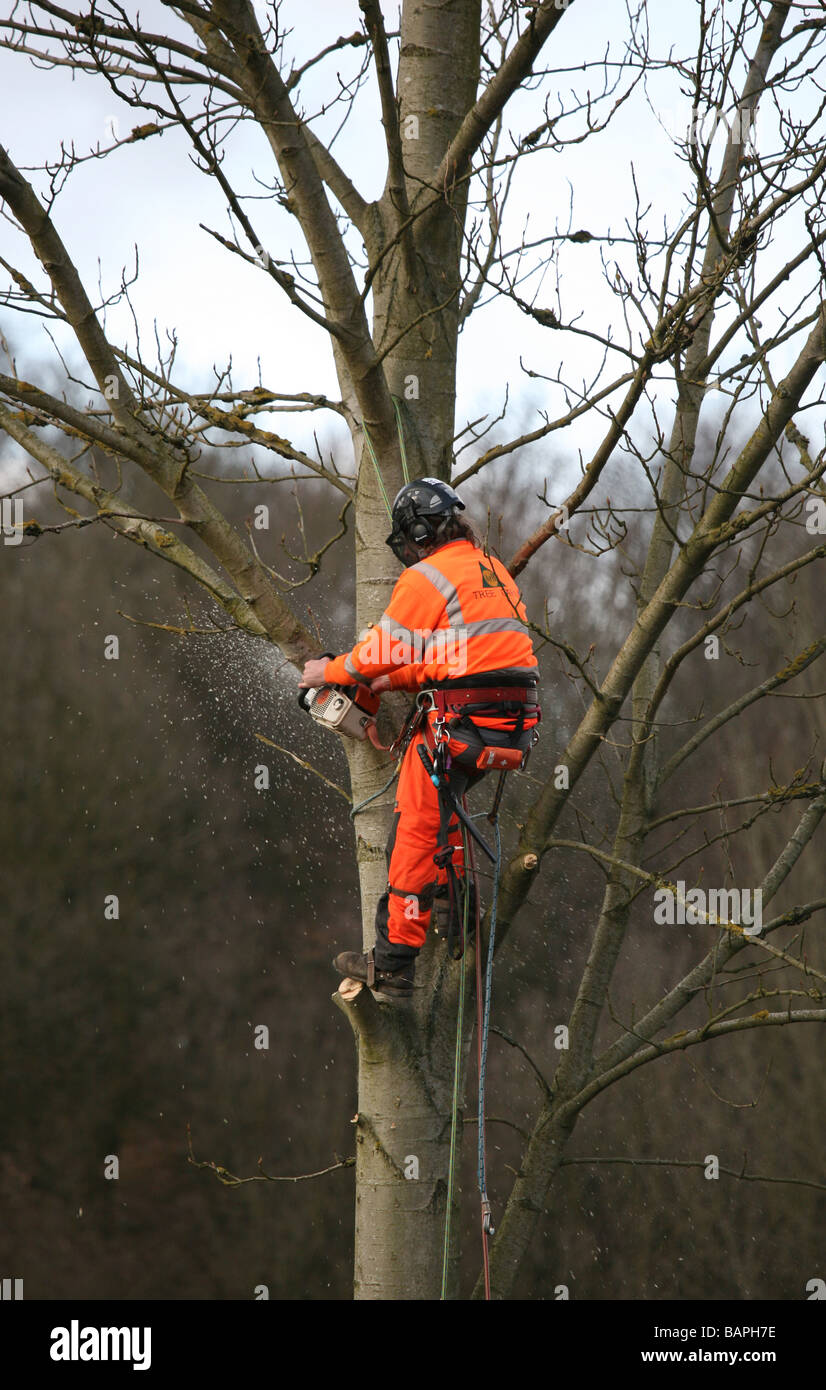 Gros plan d'un chirurgien au travail dans une branche d'élagage d'arbres, Angleterre, Royaume-Uni Banque D'Images