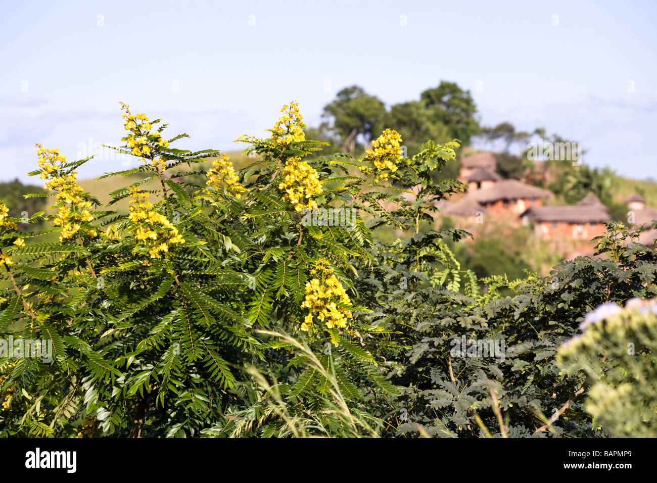 Acacia arbres en fleurs à un village traditionnel de la gamme Kirk est de Dedza, Malawi, Afrique Banque D'Images