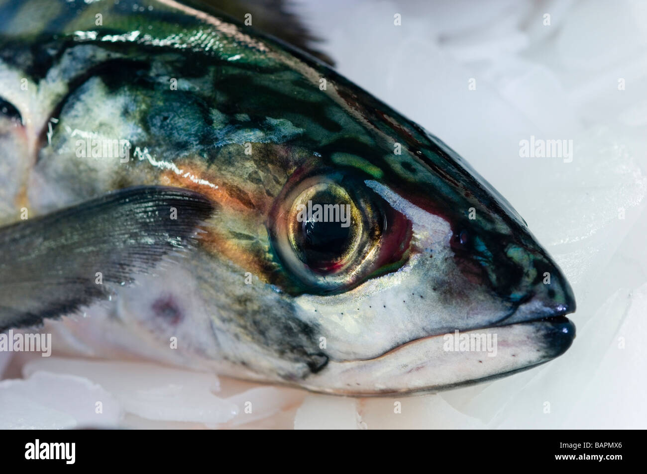 Maquereau sur un étal poissonnerie Banque D'Images