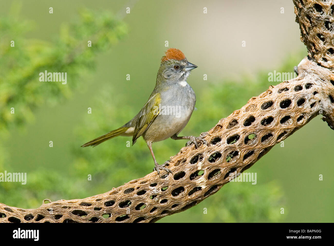 Tohi à queue verte Pipilo chlorurus Tucson Pima Comté ARIZONA United States 29 avril des profils Emberizidae Banque D'Images