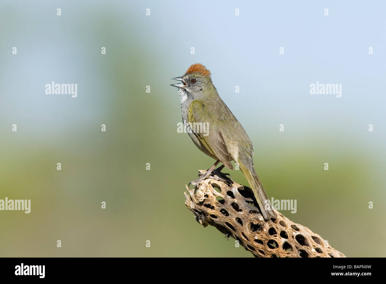 Tohi à queue verte Pipilo chlorurus Tucson Pima Comté ARIZONA United States 29 avril des profils Emberizidae Banque D'Images