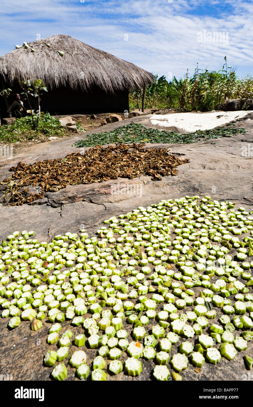 Therere (ochra, mesdames doigt) feuilles de citrouille et maïs distribués à sécher au soleil dans le village de Nyombe, Malawi, Afrique Banque D'Images