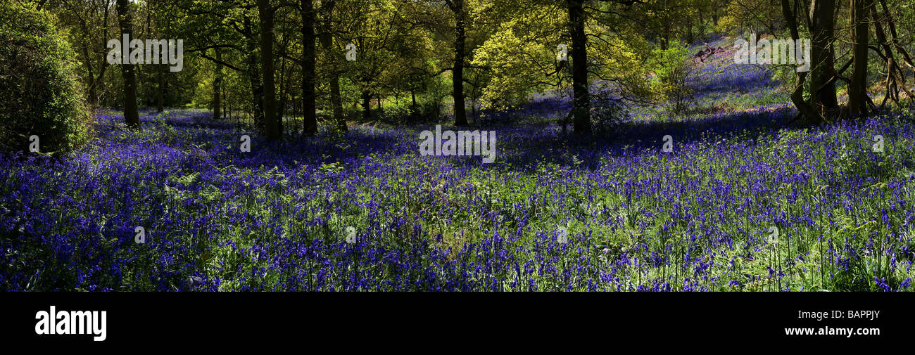 Bluebells Dans Coombe Woods l'Essex. Banque D'Images