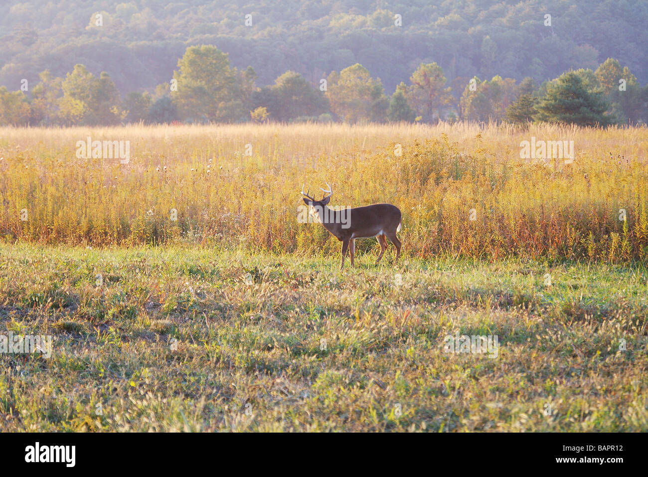 Grand cerf avec bois Buck se nourrir sur le bord d'un champ North America USA Banque D'Images