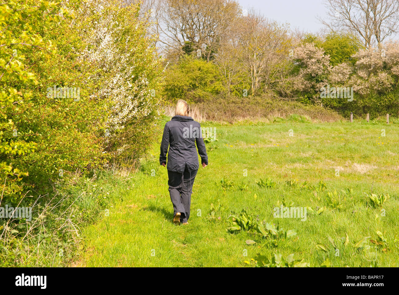 Une femme marchant seule dans un champ dans la campagne du Suffolk en Angleterre au printemps Banque D'Images