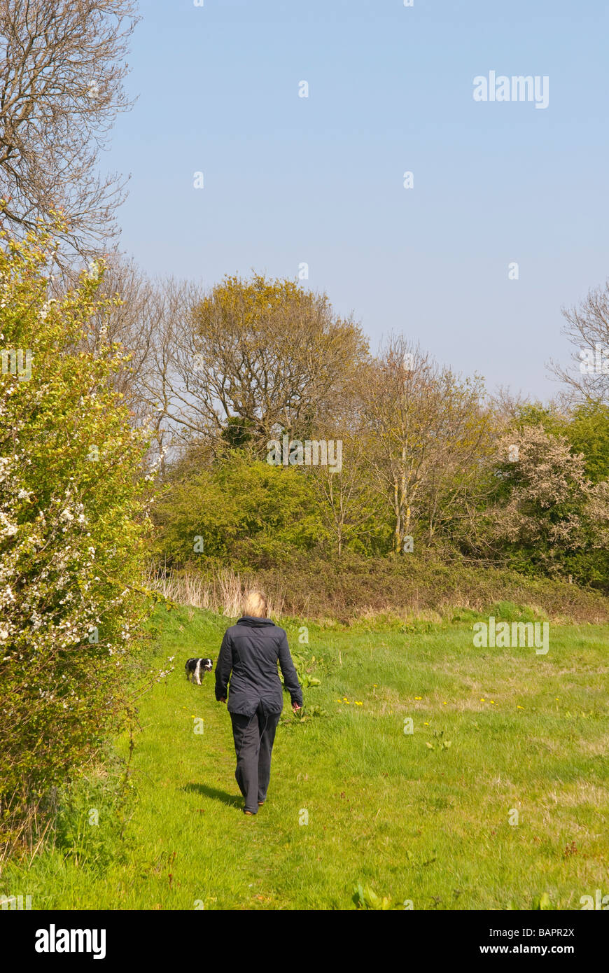 Une femme marchant seule dans un champ dans la campagne du Suffolk en Angleterre au printemps avec son chien Banque D'Images