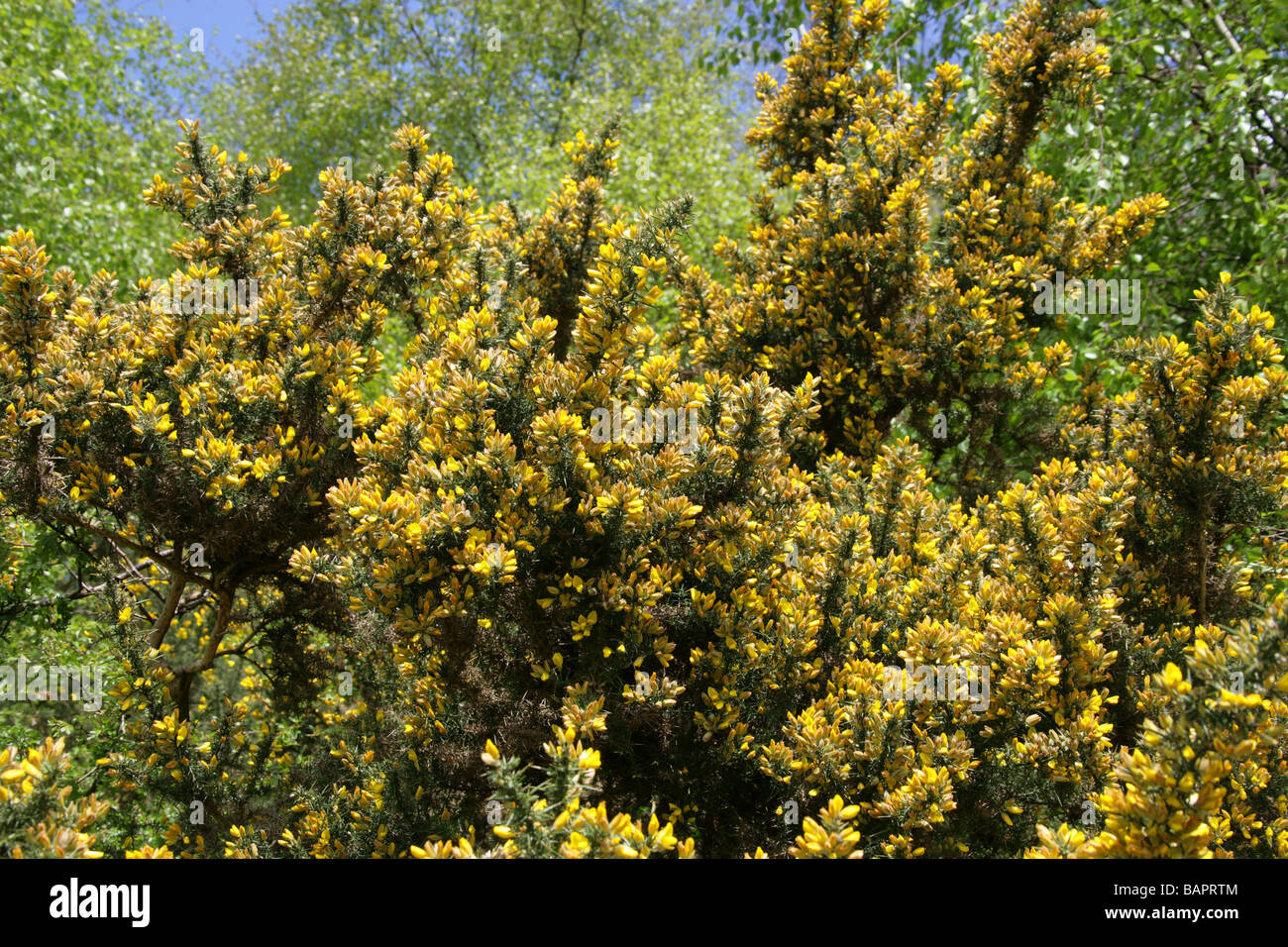 L'ajonc commun Furze ou Whin, Ulex europaeus, Fabaceae. Aka Le miel des bouteilles ou Hoth. Banque D'Images