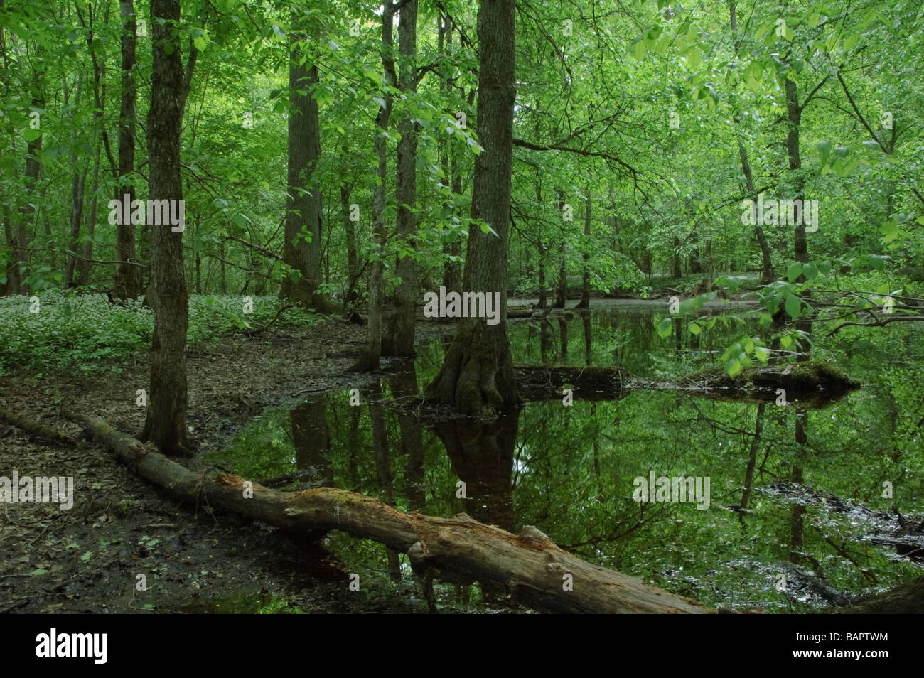 Diamètre extérieur de l'habitat riverain de l'inquiétude : Forêt mixte Banque D'Images