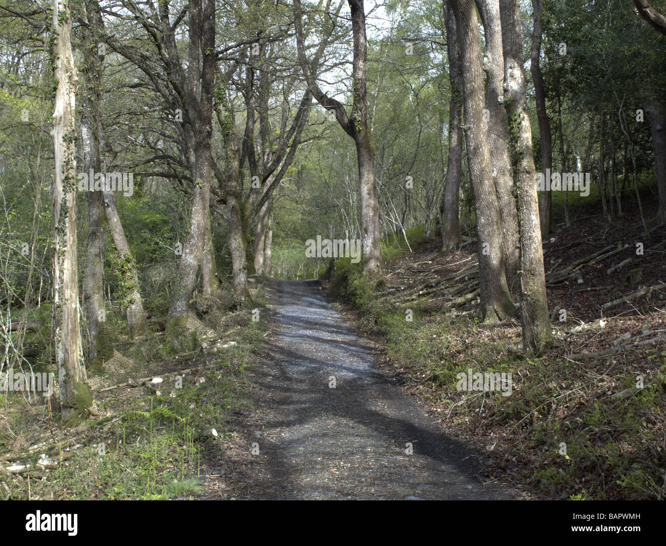 La réserve naturelle nationale de bois Yarner Devon Banque D'Images