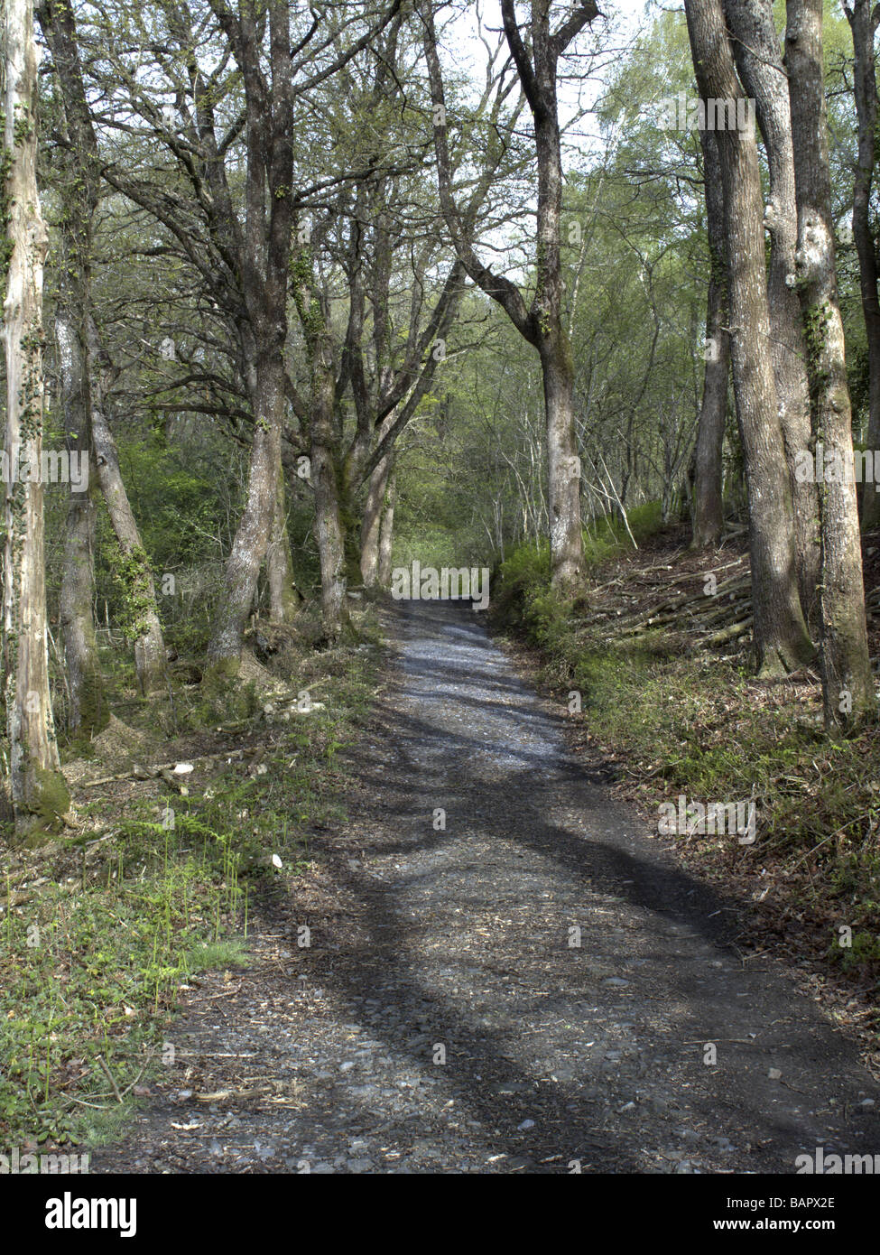 La réserve naturelle nationale de bois Yarner Devon Banque D'Images