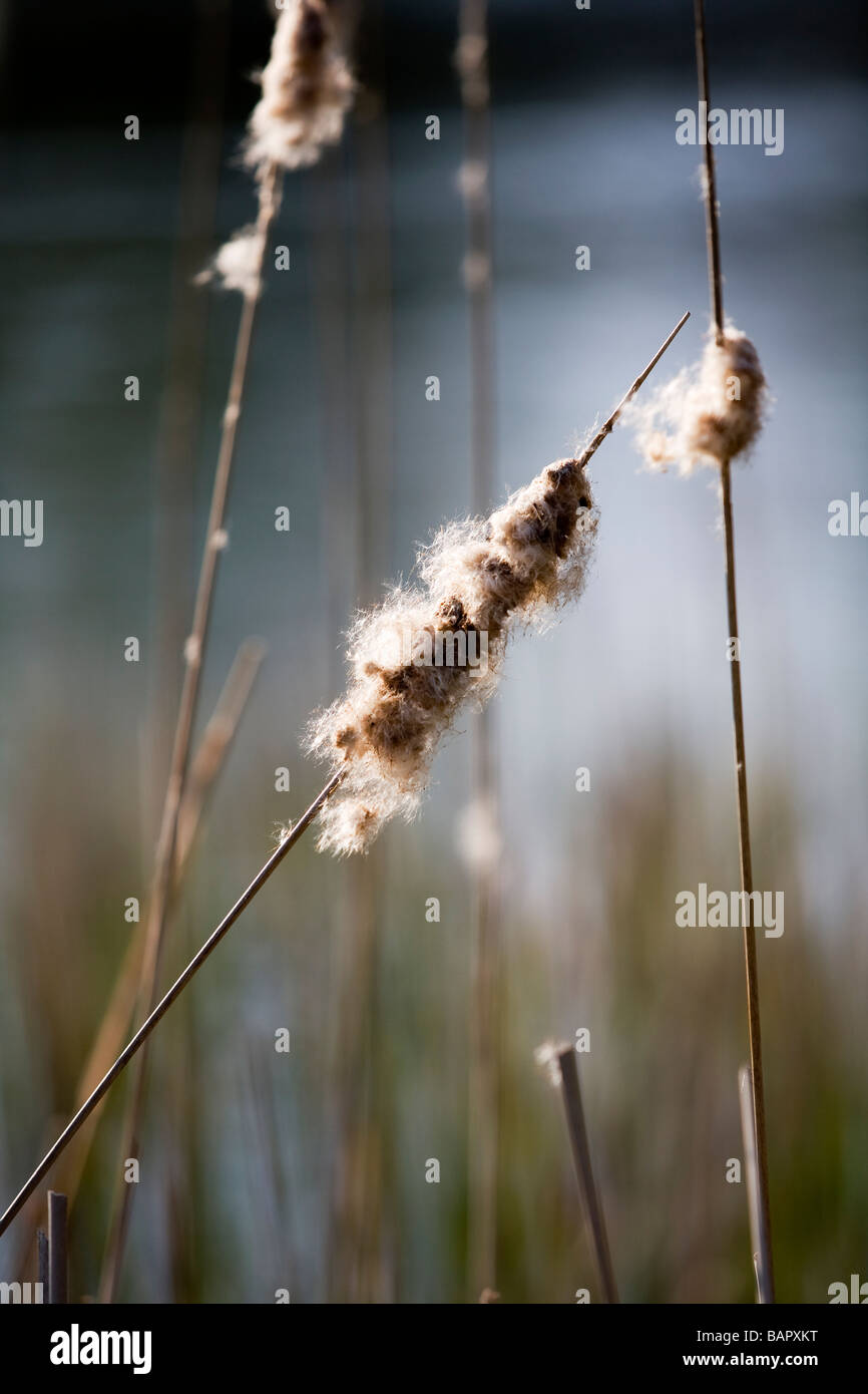 Scirpes Banque D'Images