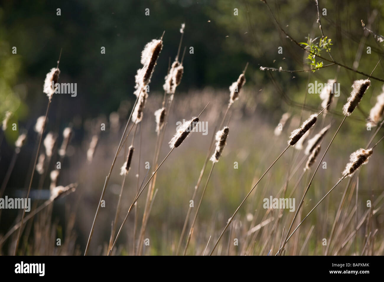 Scirpes Banque D'Images