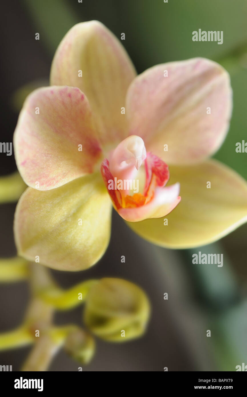 Une fleur jaune orchidée poussant dans un climat tropical Banque D'Images