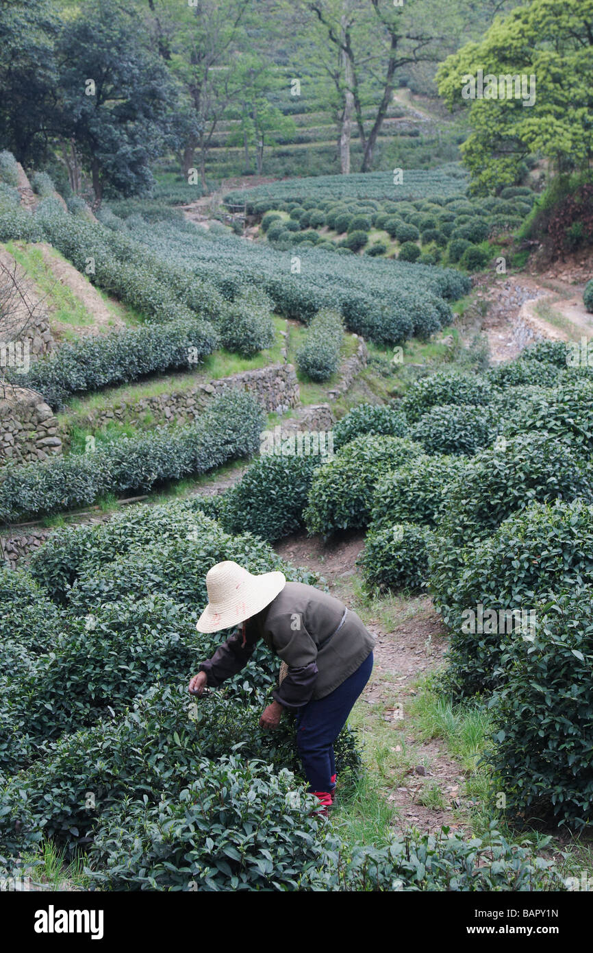 Woman picking, thé Longjing, Hangzhou, Chine Banque D'Images