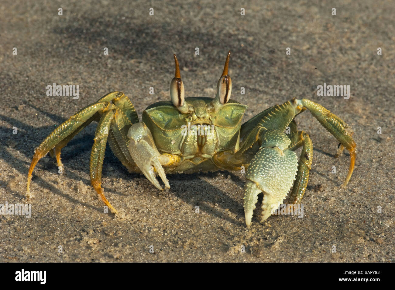 Ghost cornu a remis le crabe vert madagascar Nosy Kely beach runner course run sable mer terre OCYPODE Ocypode madagascar Banque D'Images