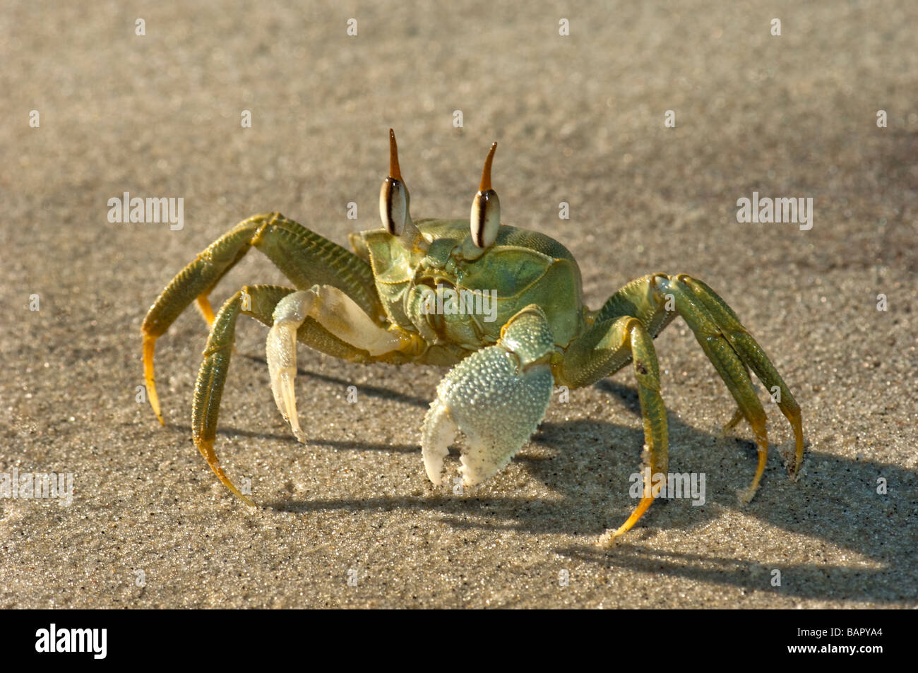 Ghost cornu a remis le crabe vert madagascar Nosy Kely beach runner course run sable mer terre OCYPODE Ocypode madagascar Banque D'Images