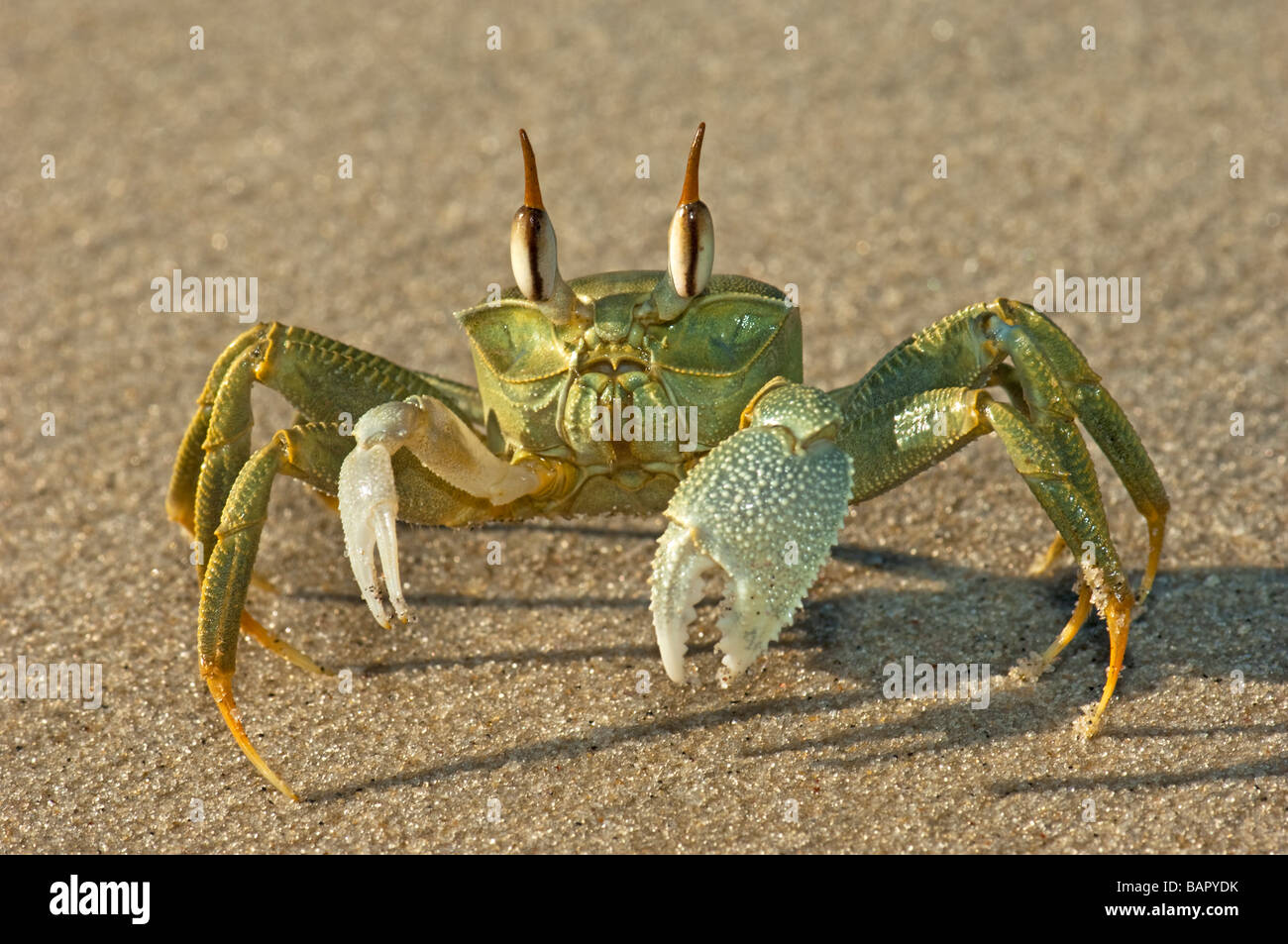 Ghost cornu a remis le crabe vert madagascar Nosy Kely beach runner course run sable mer terre OCYPODE Ocypode madagascar Banque D'Images