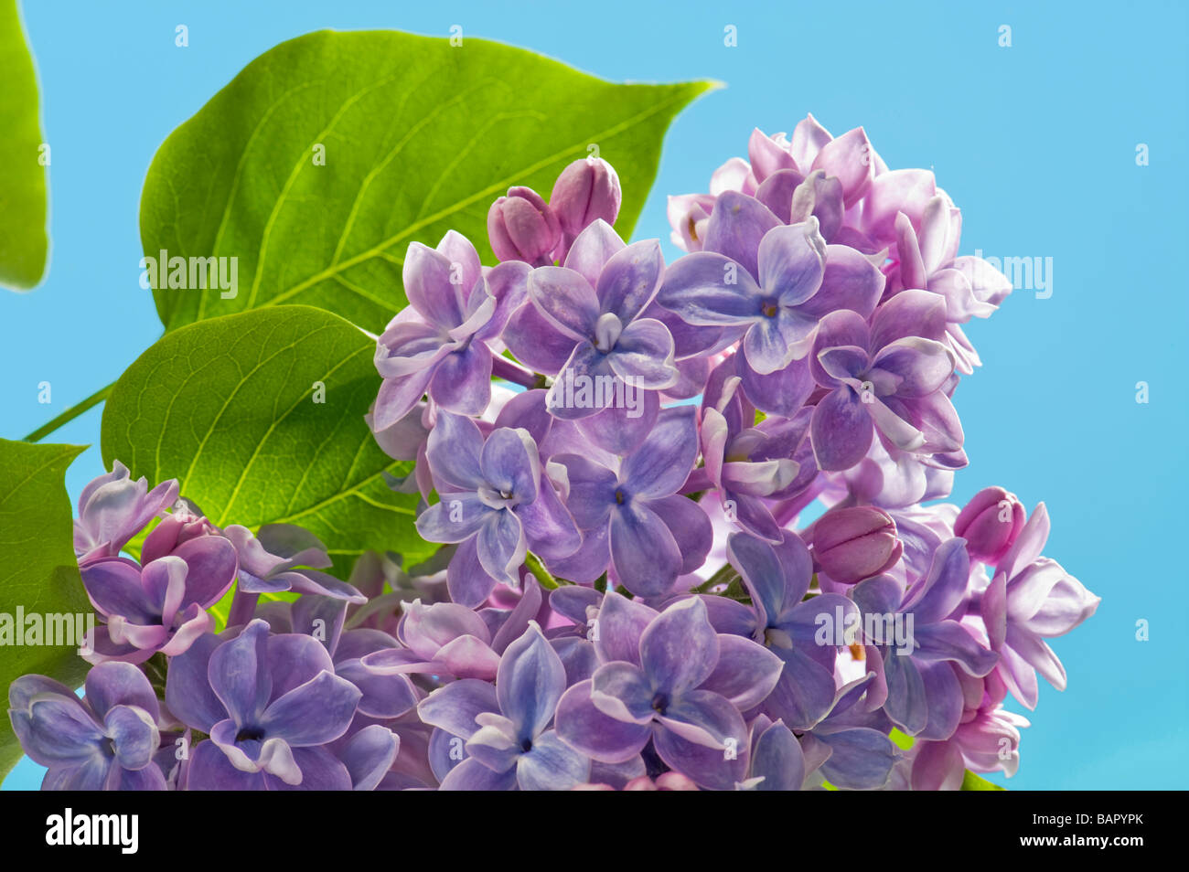 Syringa lilas bleuté lettres bleu fond uni de l'espace pour la mise en page de texte ciel bleu spécial printemps printemps floraison fleurs oranger premier Banque D'Images