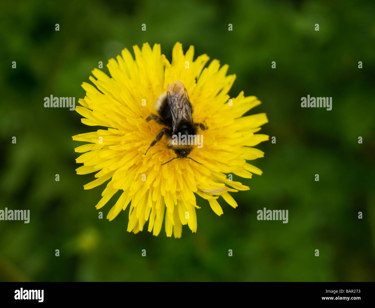 Pissenlit fleur abeille assis sur une vue supérieure visible pollen Oteppe Belgique Banque D'Images