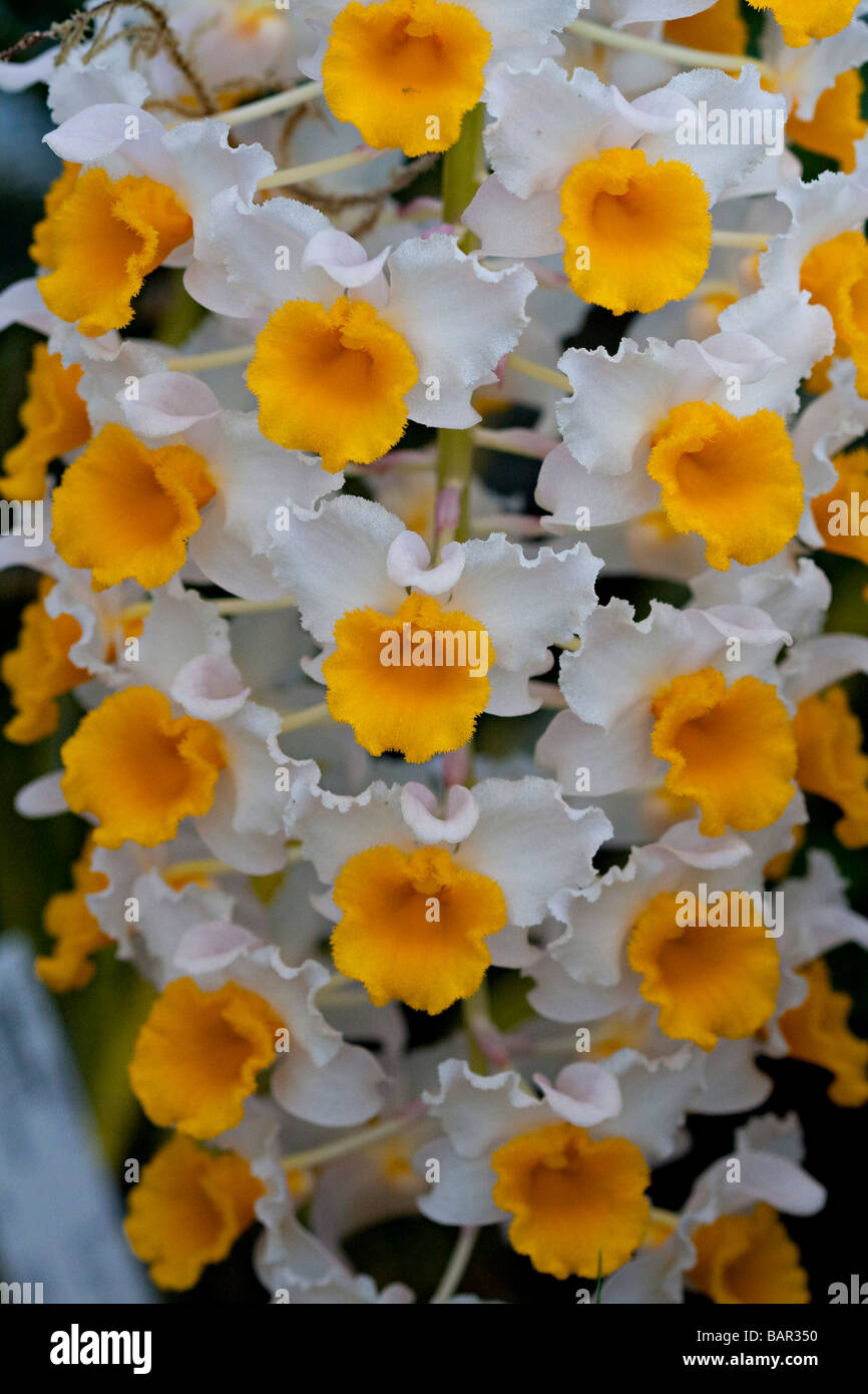 Dendrodium thyrsiflorum Banque D'Images