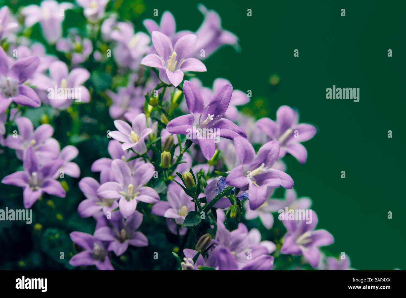 Wunderfull fleur bleue close up Banque D'Images