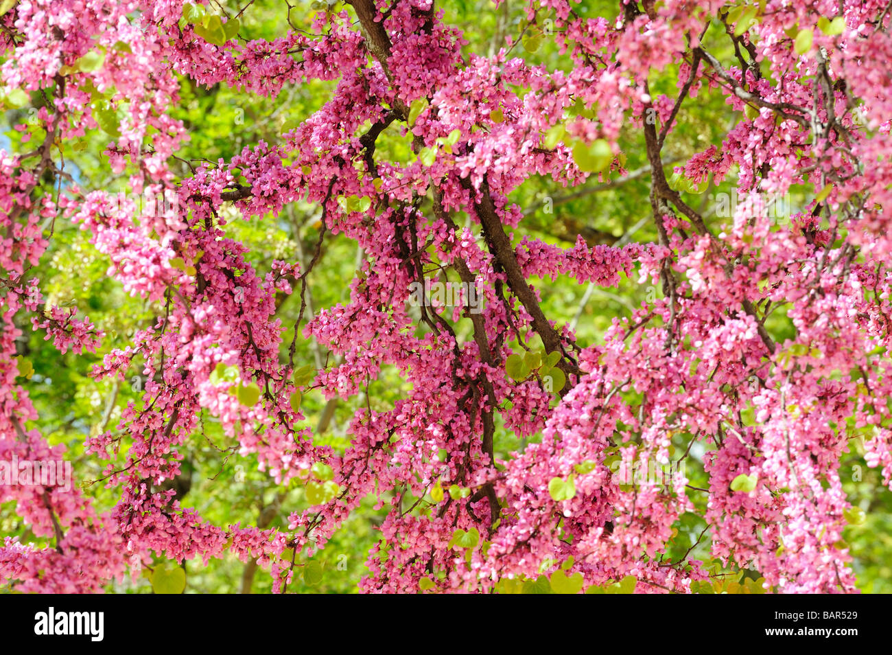 Les fleurs du printemps l'Andalousie Espagne Park Banque D'Images