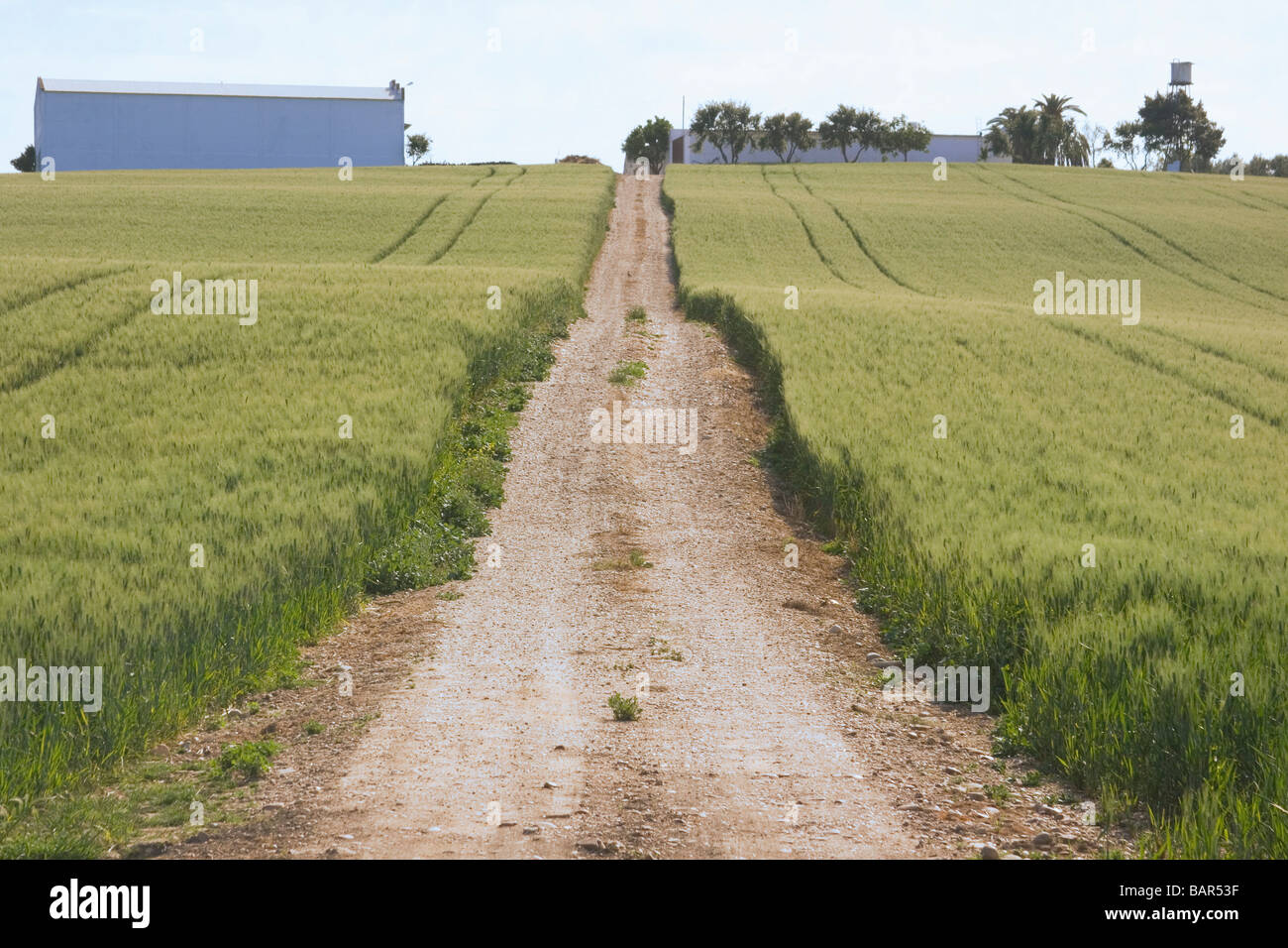 Cordoba Province Espagne piste menant jusqu'à la colline à travers le blé vert Banque D'Images Cordoba Province Espagne piste menant jusqu'à la colline à travers le blé vert Banque D'Images