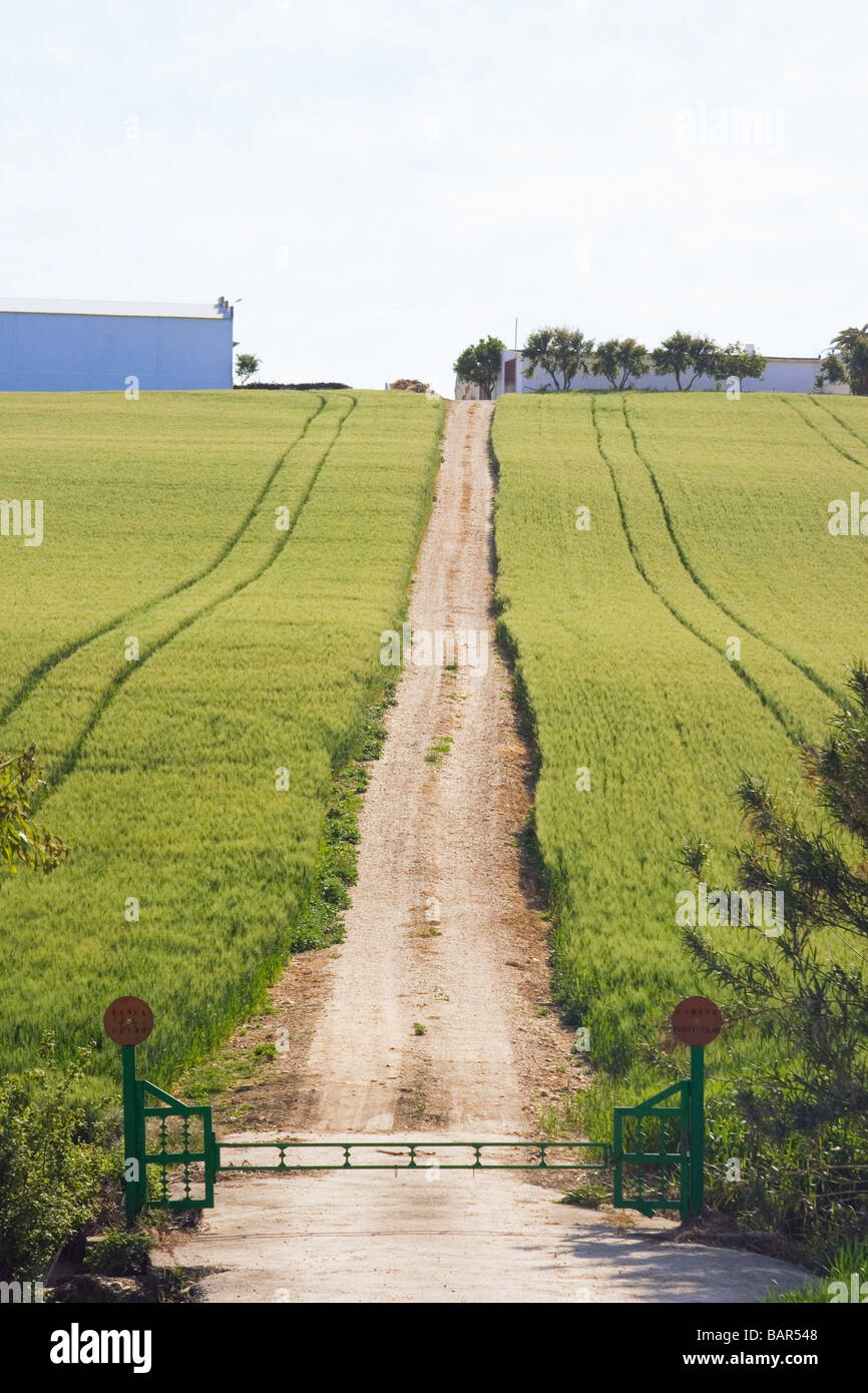 Cordoba Province Espagne piste menant jusqu'à la colline à travers le blé vert Banque D'Images Cordoba Province Espagne piste menant jusqu'à la colline à travers le blé vert Banque D'Images