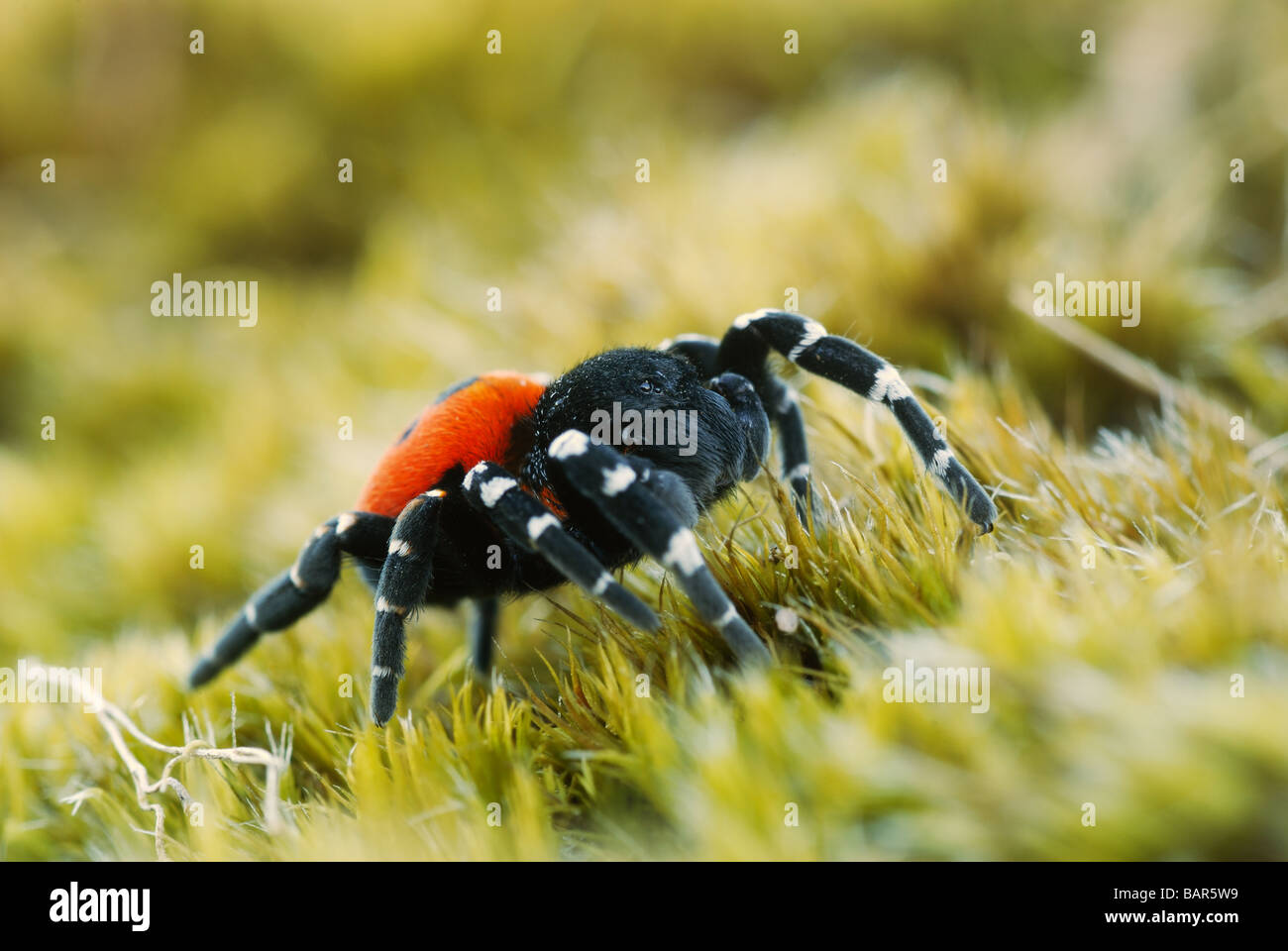 Coccinelle Spider Banque D'Images