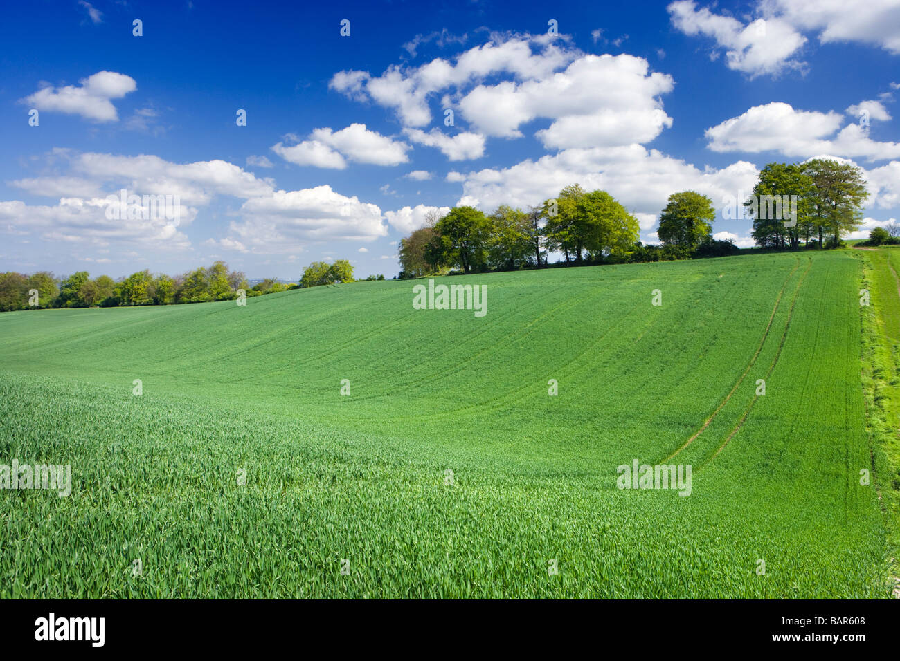 Terrain agricole avec de jeunes plantes. Surrey, UK Banque D'Images