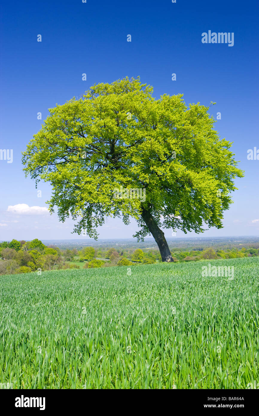 Lone beech tree in farm field. North Downs au Clandon, Surrey, UK. Banque D'Images