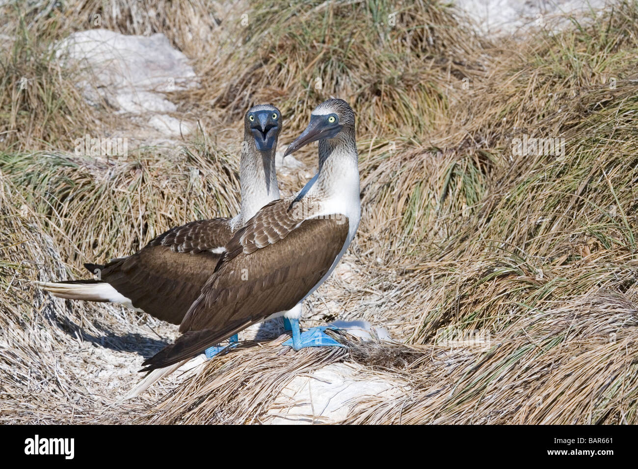 Paire de Fous à pattes bleues Banque D'Images