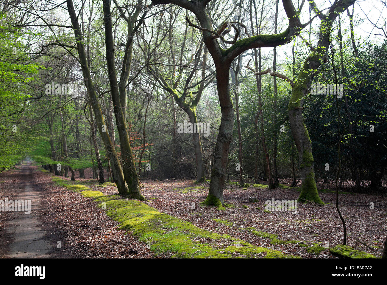 Chemin menant à travers la forêt d'Epping au début du printemps Banque D'Images