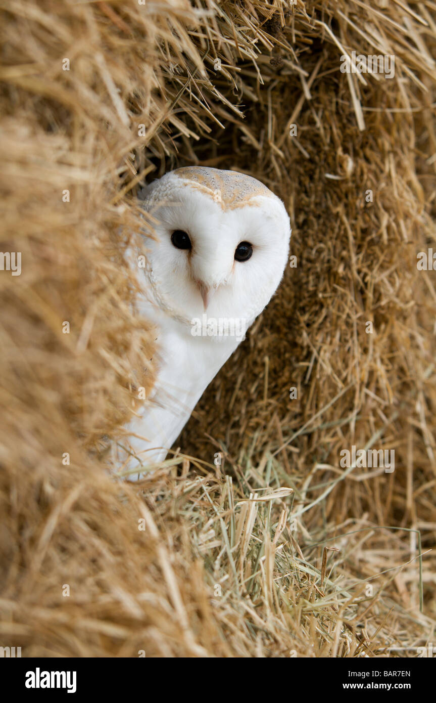 Barn Owl portrait entre les bottes de foin Banque D'Images