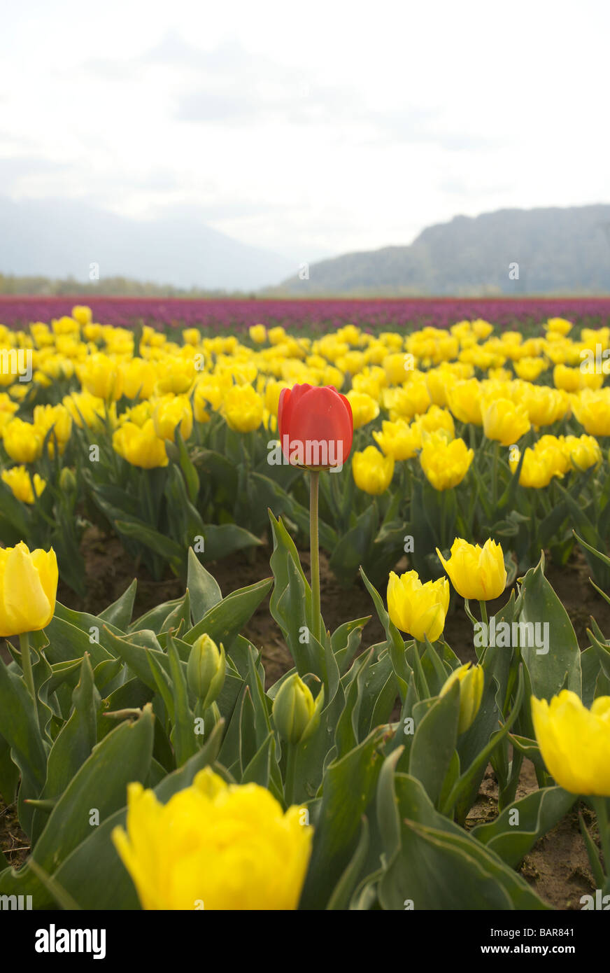 Tulipes fleur au Festival des tulipes d'Agassiz, 2009 'British Columbia, Canada Banque D'Images