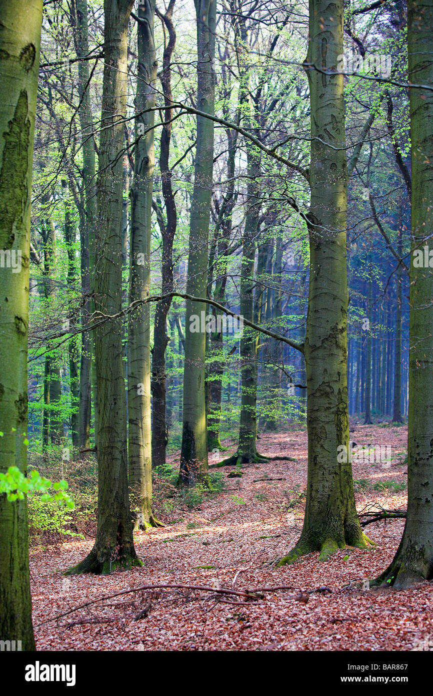 À la vie de la forêt au début du printemps Banque D'Images