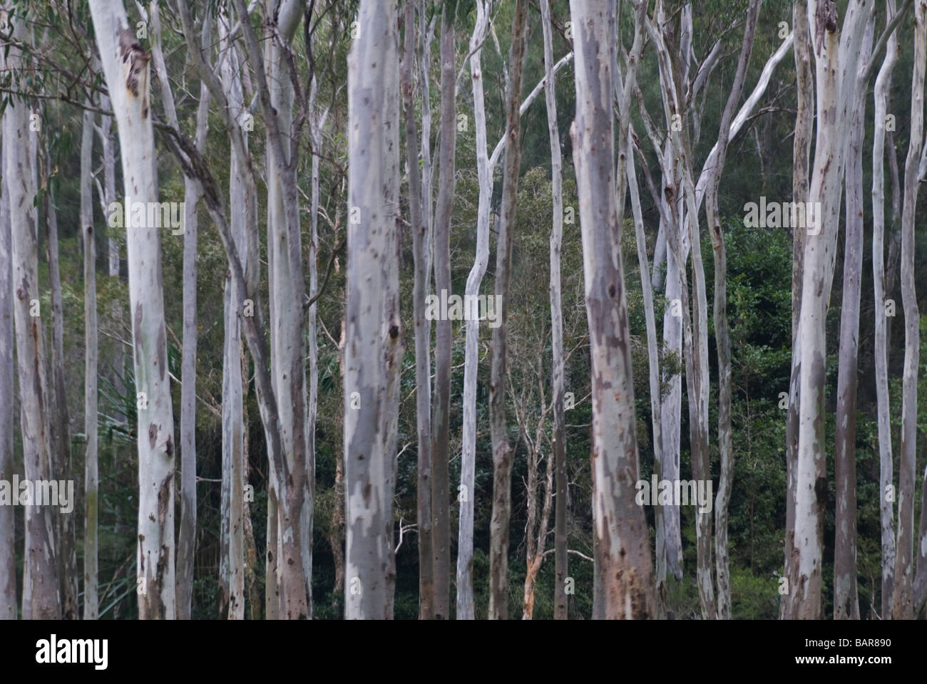 Les eucalyptus australiens Banque D'Images