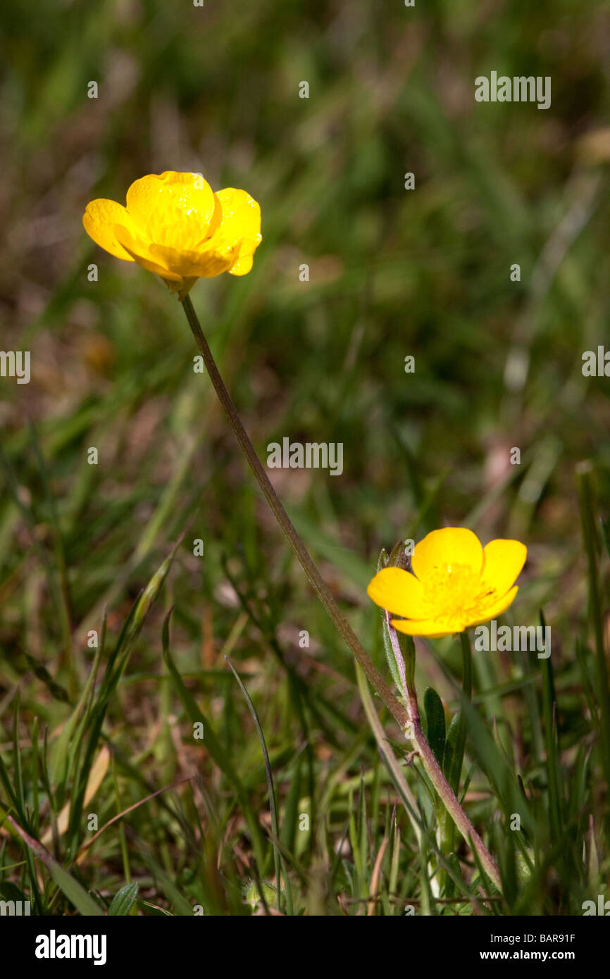 Renoncule rampante (Ranunculus repens) dans un champ de Godstone Surrey Banque D'Images