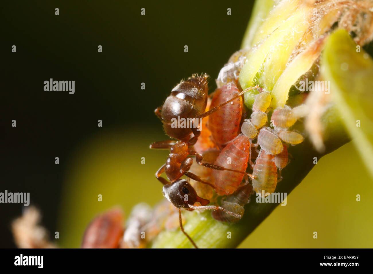 Fourmi Lasius niger (ant) jardin noir, un puceron de traite. La récolte du miellat de cette façon. Banque D'Images