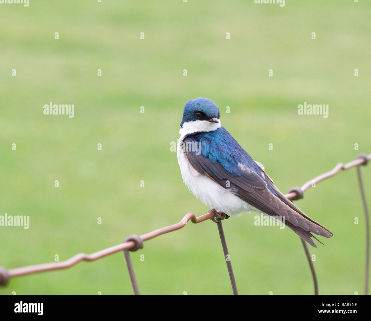 Tree Swallow bird Banque D'Images