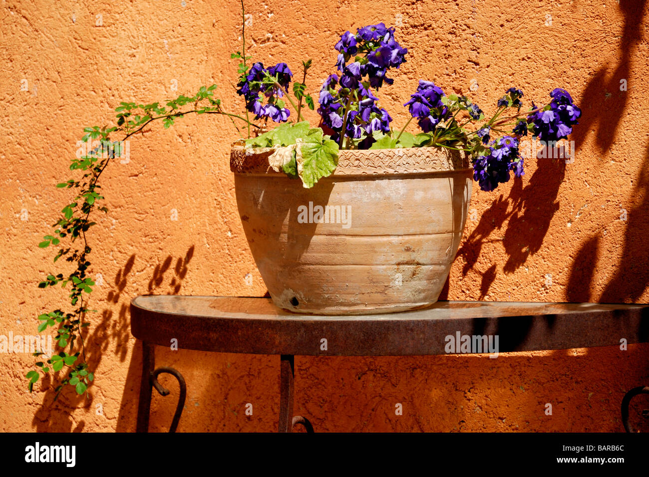 Table en fer avec de grandes fleurs et de pot de se répandre contre mur Méditerranéen Banque D'Images