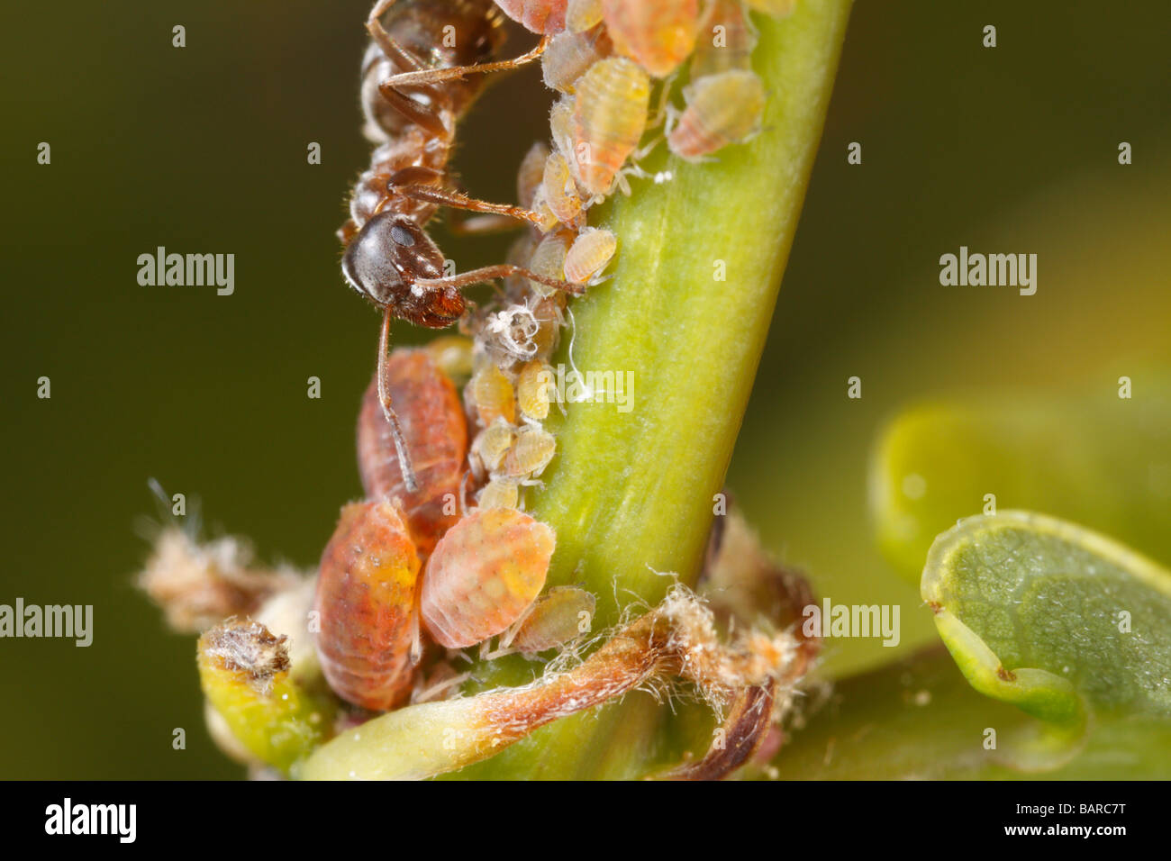 Fourmi Lasius niger (ant) jardin noir, un puceron de traite. La récolte du miellat de cette façon. Banque D'Images