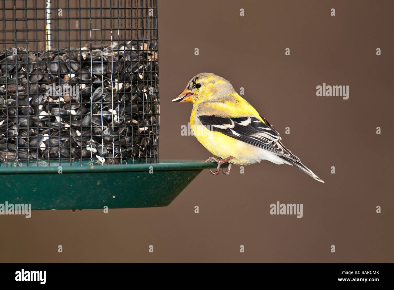 Chardonneret jaune mâle en mue de l'hiver à l'été Banque D'Images