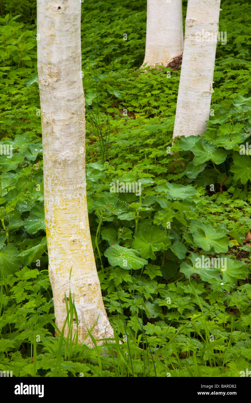 Arbres à écorce blanche contrastante contre un cadre de la couverture du sol sur le célèbre jardin botanique de Ness Gardens, Cheshire, Royaume-Uni Banque D'Images