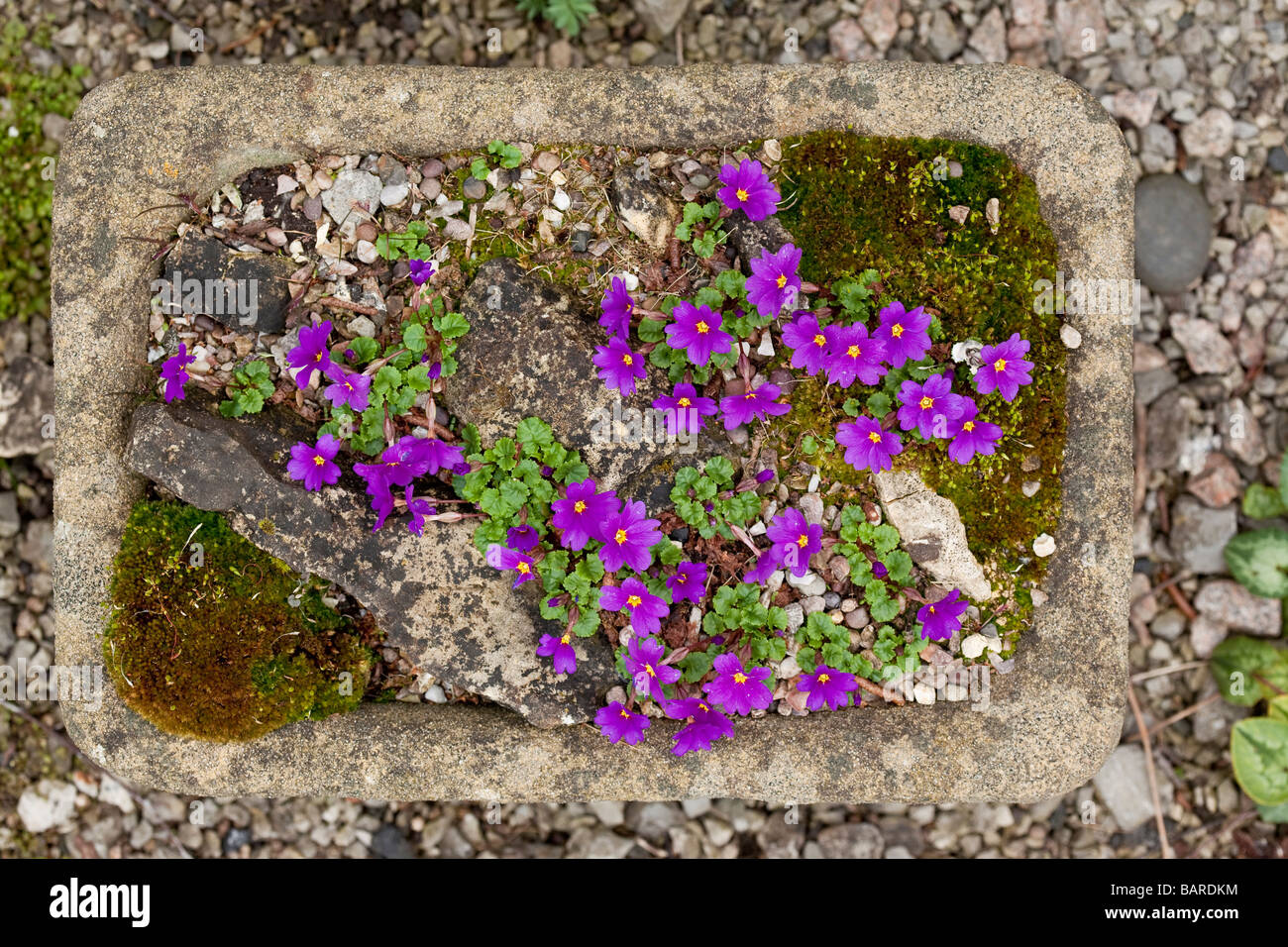 De plus en plus dans un nain Primulas auge en pierre Banque D'Images