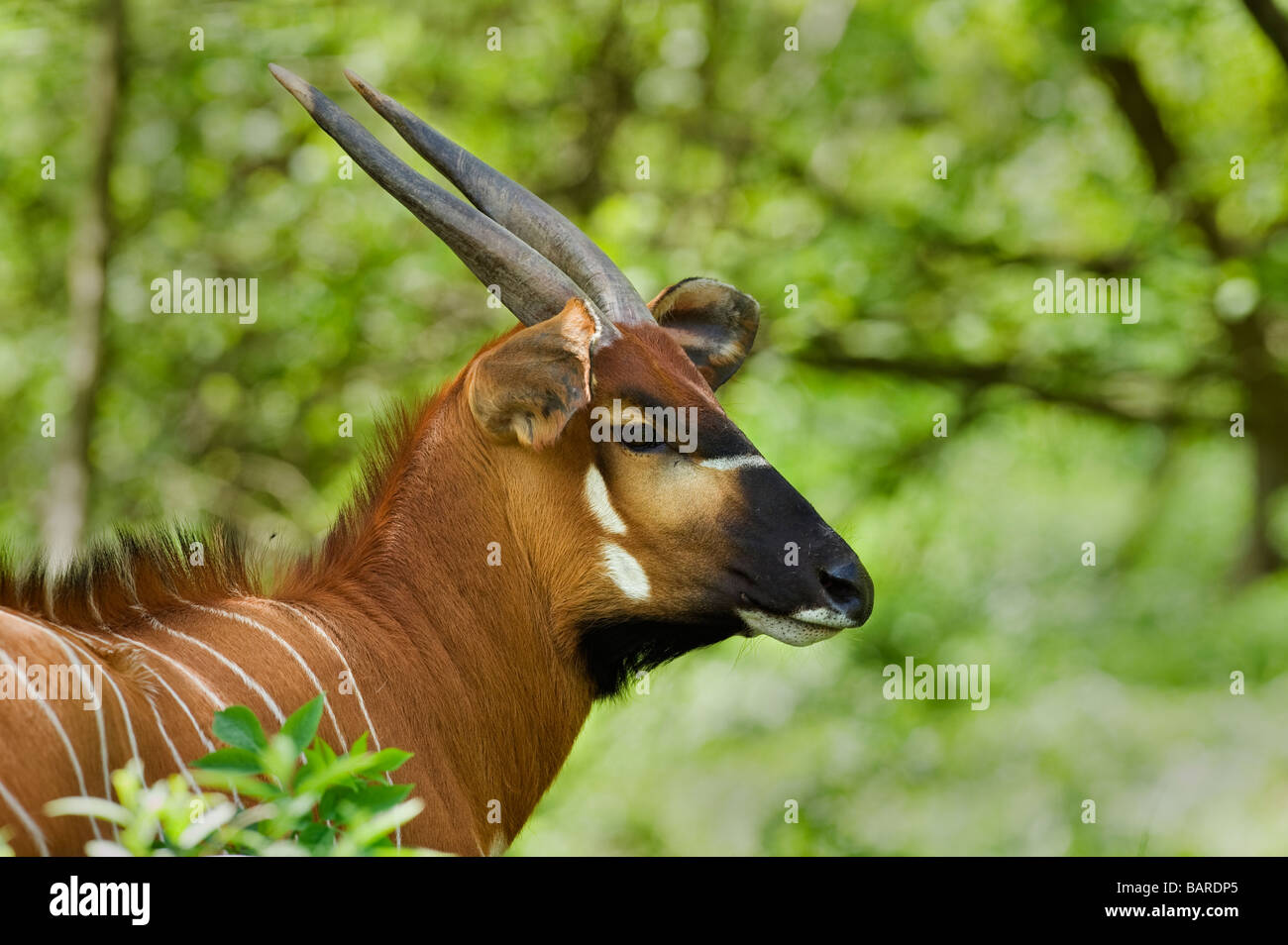 Bongo (Tragelaphus eurycerus orientale isaaci) Captive, UK Banque D'Images