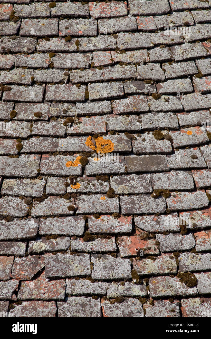 Lichens sur de vieilles tuiles du toit York Yorkshire UK Banque D'Images